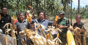 Meski Kemarau, Minut Sukses Panen 45 Ton Jagung