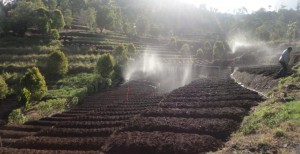 Pemprov Berhasil Mendorong Petani Tingkatkan Produktivitas Tanaman Holtikultura