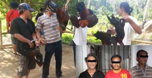 TIM PATOLA Berhasil Menggulung Sindikat Sabung Ayam Lintas Kabupaten