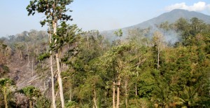 Kawasan Hutan Dieksploitasi menjadi Pertambangan dan Perumahan