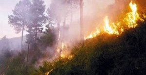 Kebakaran Pulau Bangka, Warga Butuh Pasokan Logistik dan Pipa Air