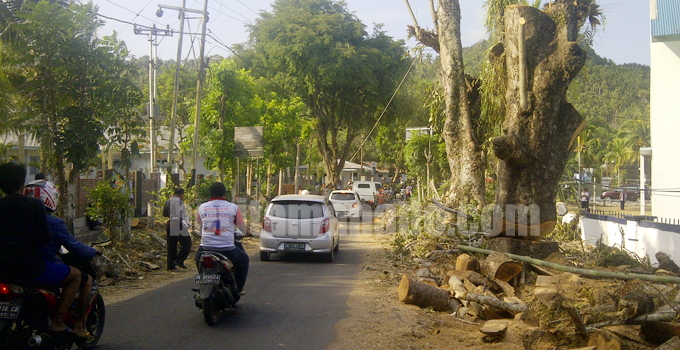 BERITA FOTO  Aksi Pemababatan Pohon  Perindang Terus 