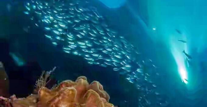 Satu-satunya Orang Indonesia Finalis Raja Ampat Photo Contest Ternyata Warga Manado