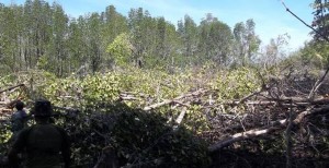 KERUSAKAN MANGROVE: PT GMM Terancam Denda Rp5 Miliar