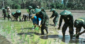 Tolu Kini Jadi Atribut Baru Prajurit TNI
