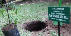 Masyarakat Minut Kecewa, Wapres Jusuf Kalla Batal Tanam Pohon