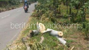 Puluhan Pohon Ditebang, Rehabilitasi Jalan Kauditan-Kema Abaikan Dampak Lingkungan