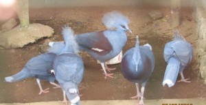 Menarik !!! Ini Aneka Burung dan Ayam di Bukit Kekewang