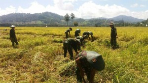 Kodim 1303/Bolmong Panen Padi Perdana