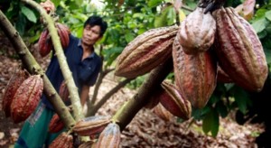 Pemkab Minut Siapkan 150 Ha Lahan Kebun Coklat di Likbar