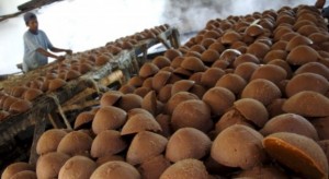Bermodal Nira Kelapa, Petani Minut Bisa Jadi Jutawan!