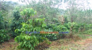 Wow !!! Purworejo Ternyata ada Juga di Boltim