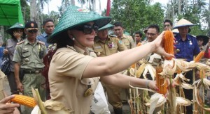 Besok, Menteri Pertanian dan Panglima TNI Panen Jagung di Minut