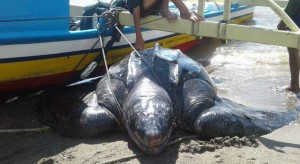 Penyu Raksasa Ditemukan di Pantai Desa Lilang!!!