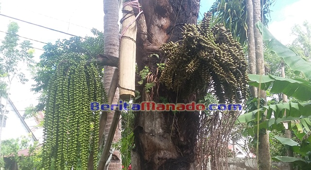 Pohon Ini Banyak Buat Orang Berhasil dan Gagal