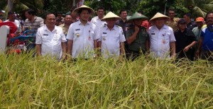 STEVEN KANDOUW: Bantuan Pertanian Jangan Menjadi Komoditas Politik