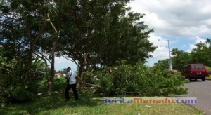 Rawan Tumbang, Puluhan Pohon di Jalan SBY Dipotong