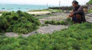 Kalah Pemasaran, Rumput Laut Minut Sulit Bersaing