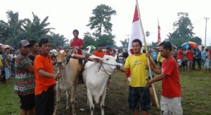 Cetak Rekor !!! Roda Sapi Pacu di Minut Sukses