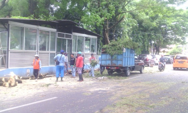 Salah satu proses penebangan pohon yang mengancam keselamatan masyarakat.