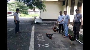 Polres Minsel Gerebek Lokasi Judi Sabung Ayam