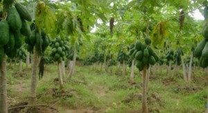 Harga Pepaya Dimembe Tak ‘Manis’