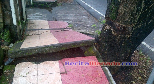 BERITA FOTO: Pohon Perusak Trotoar di Pusat Kota Tondano