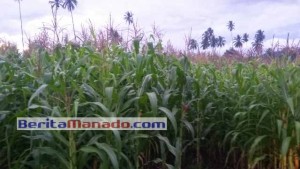 Astaga !! Oknum Mengaku Penangkar Benih Tipu Petani Jagung Popontolen