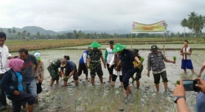 PPHP Kementan RI Tanam Padi Sawah Bersama Warga