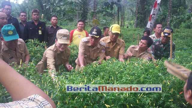 Panen Cabe, Bupati Tetty Paruntu Hadiahi Ini Untuk Petani Minsel