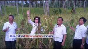 Kunjungi Perkebunan Pakin, Bupati TETTY PARUNTU Panen Padi Ladang