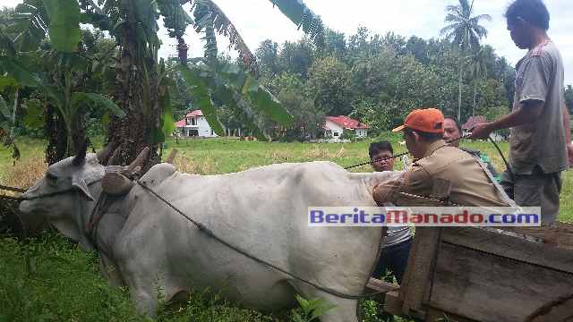 NORA SAROINSONG: UPSU-SIWAB di Minsel Hasilkan Sapi Unggul