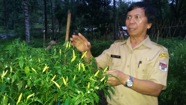 Kepala Dinas Pertanian Minsel, Ir Frans Tilaar Saat Menjelaskan Potensi Cabe di Minsel