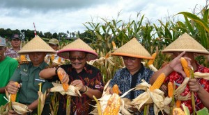 Wawali Gelar Panen Jagung dan Tanam Bawang
