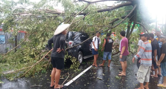 Mobil Pejabat Minut Ringsek Ditimpa Pohon