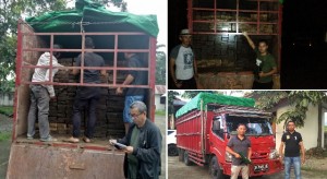 Polhut Gagalkan Pencurian Kayu dari Kawasan Taman Nasional Bogani Nani Wartabone