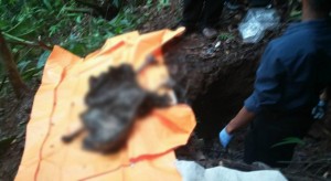 Arie Rundengan Ditemukan Pemburu Tikus Hutan