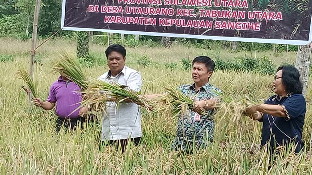 Bupati JABES GAGHANA Panen Padi di Utaurano