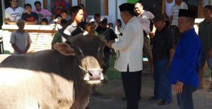 Kajati Sulut Sumbang 2 Ekor Sapi Bagi Masjid di Manado
