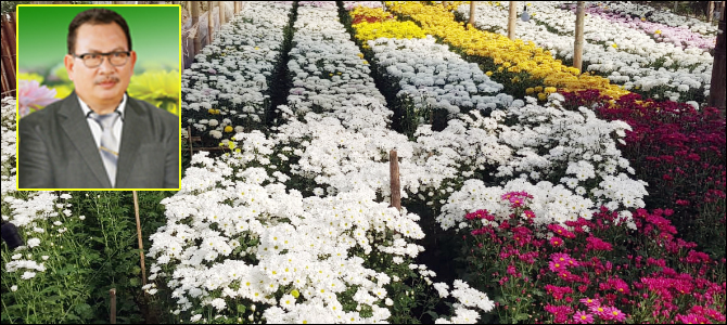 Tournament of Flower 2018, Mentu: Bunga Lokal dan Ketersediaan Lebih Dari Cukup