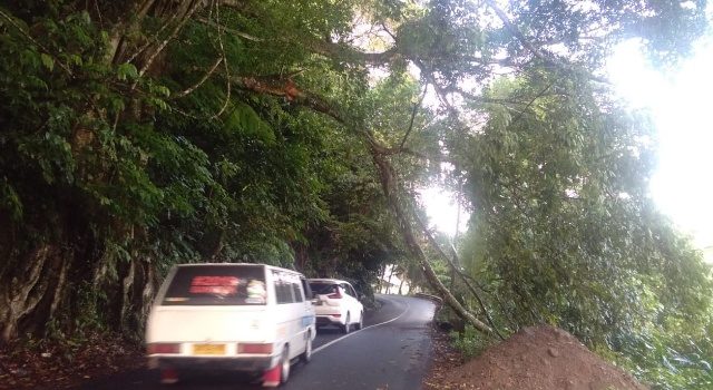 Cuaca Buruk, Sejumlah Pohon di Minut Tumbang 9 Cuaca Buruk, Sejumlah Pohon di Minut Tumbang