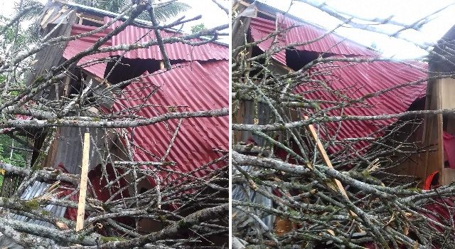Cuaca Buruk, Sejumlah Pohon di Minut Tumbang 10 Cuaca Buruk, Sejumlah Pohon di Minut Tumbang