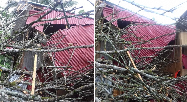 Cuaca Buruk, Sejumlah Pohon di Minut Tumbang