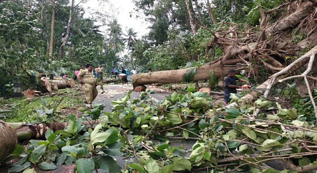 Akibat Angin Kencang Pohon Tumbang, Jalan Tahuna-Kendahe Sempat Lumpuh