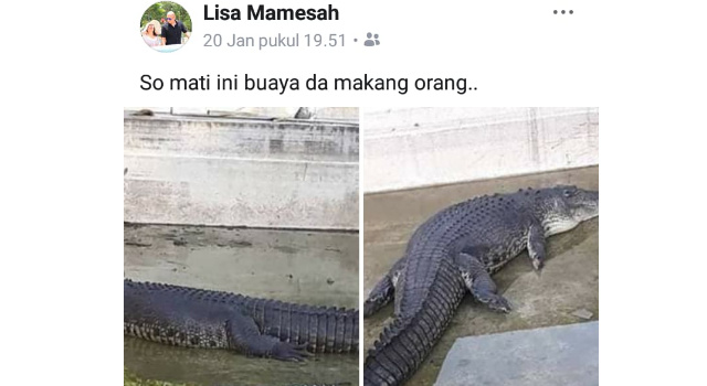 Buaya Bernama Mery yang Dititipkan di Kolam Mangga Agni Batuputih Ditemukan Mati