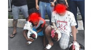 Empat Hari Andy dan Dady Gasak Puluhan Ayam Bangkok Mantan Majikan Pelit