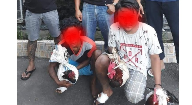 Empat Hari Andy dan Dady Gasak Puluhan Ayam Bangkok Mantan Majikan Pelit