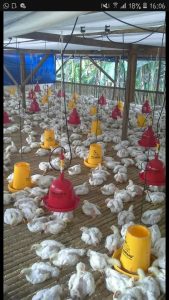 Dugaan Korupsi Usaha Ayam Pedaging Desa Budo Diungkap Sekretaris Panitia