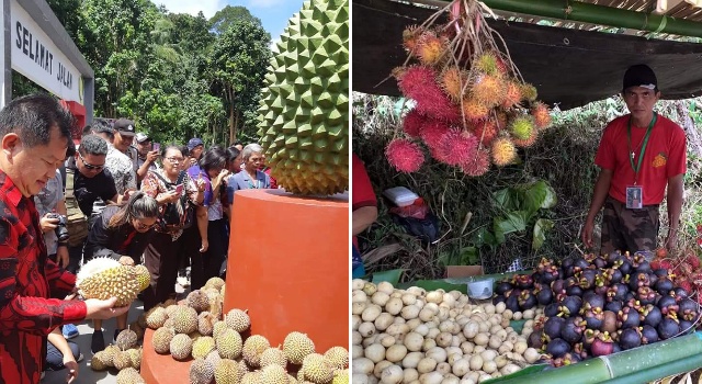 Makan Durian Gratis di Festival Buah dan Budaya Desa Batu