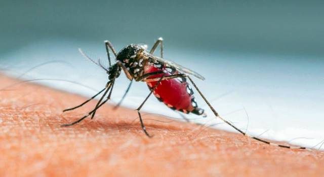 Ilustrasi Nyamuk Aedes Aegypti